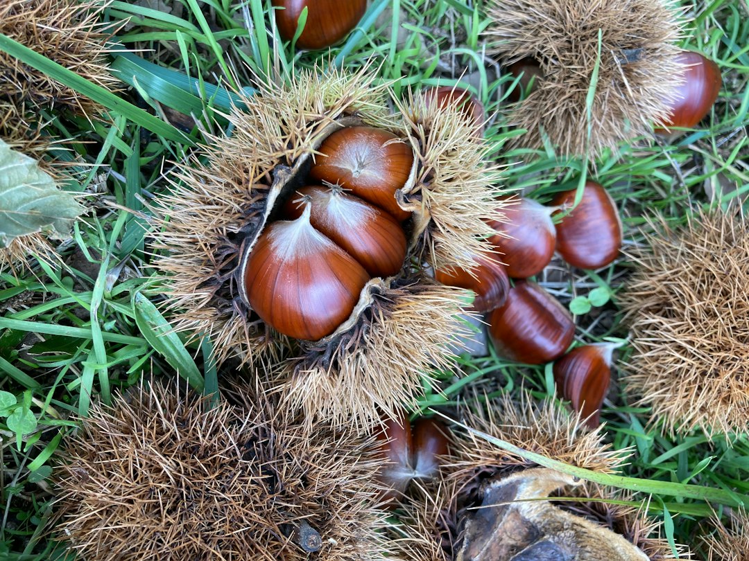 Request Free American Chestnut Seeds by Mail